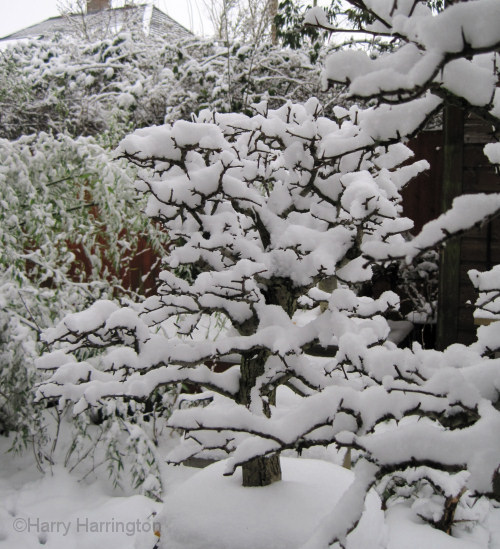 Snow-covered bonsai branches detail